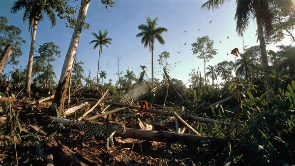 Wat zijn de gevolgen van ontbossing voor wilde dieren?