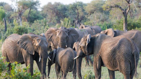 Hoe kunnen we leren van de sociale structuren van dieren?