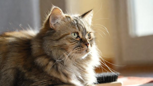 Hoe houd je de vacht van je kat glanzend?